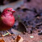 African firefinch 