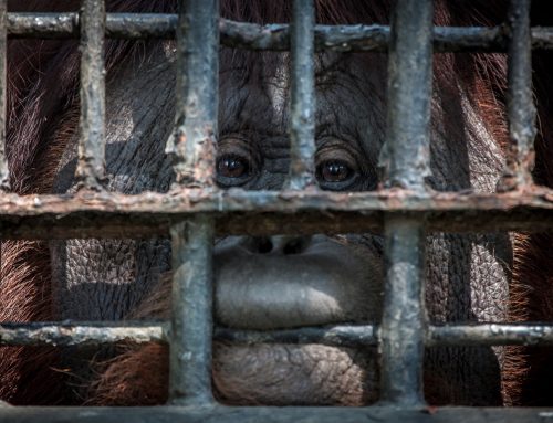 “Horrormoral” Wildlife Tourism